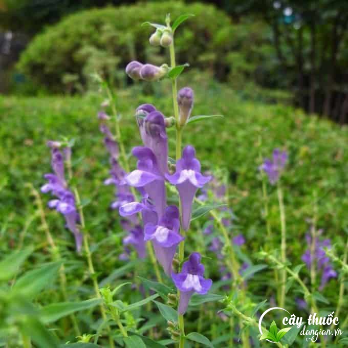 tac-dung-cua-ban-chi-lien